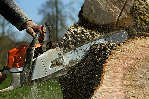 Tree Removal for Businesses in Paxtang, PA